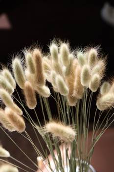 Hovedbilde BLOMSTER, TRÆR, KRANSER