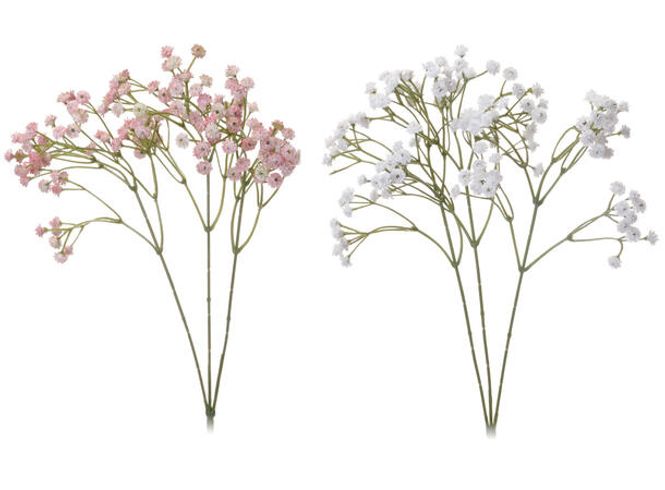 Hovedbilde Gypsophila - Brudeslør rosa