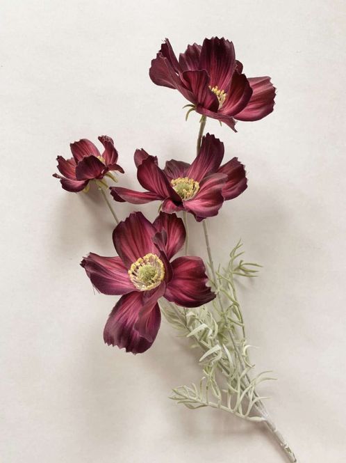 Hovedbilde Cosmos rødlilla