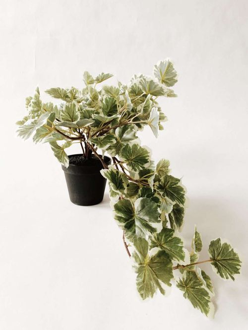 Hovedbilde Pelargonia hengende