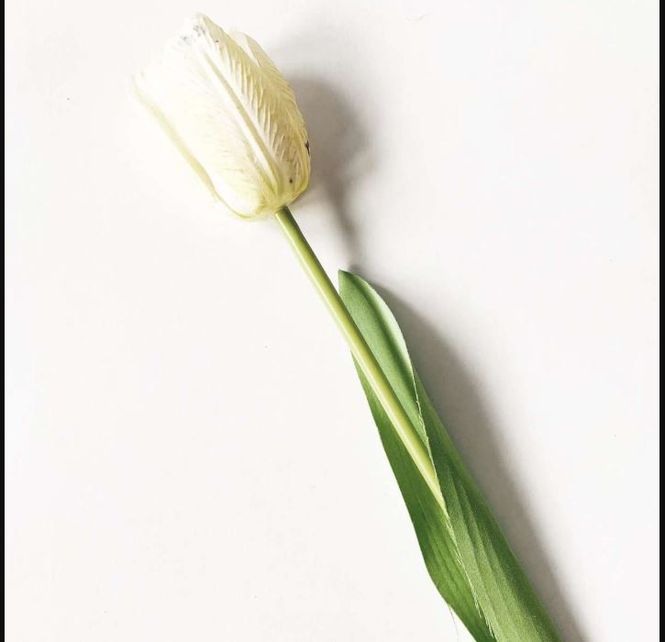 Hovedbilde Tulipan hvit